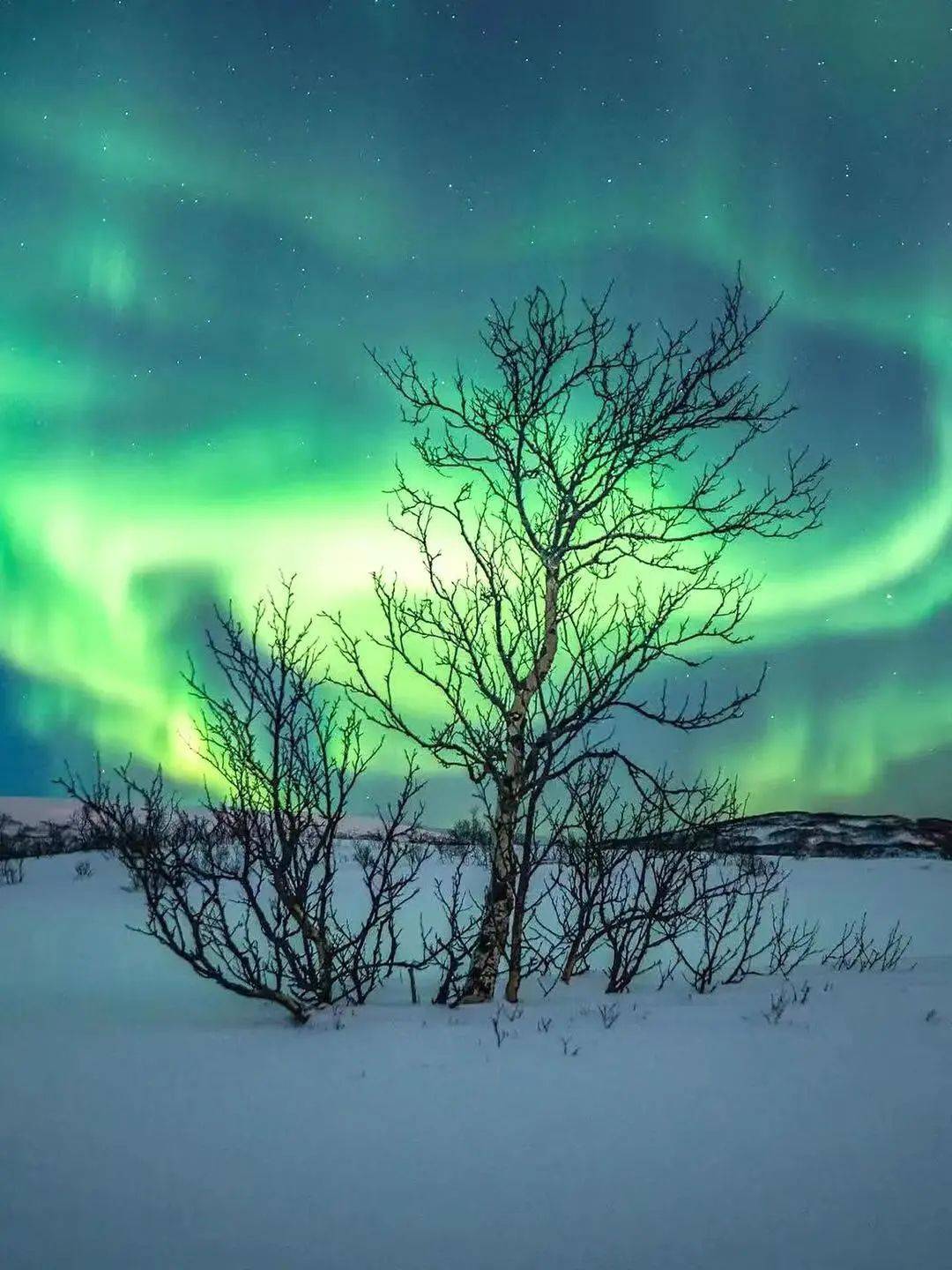 月是极光活跃期但每次极光出现还是看天时地利人和可以提前下aurora