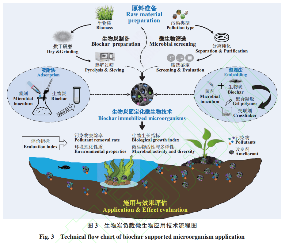 生物技术通报 李冲—微生物-生物炭协同修复农业环境中的多元污染物