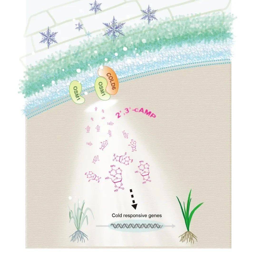 Molecular Cell | 中科院植物所种康研究组发现新的低温感受器第二信使2',3'-cAMP调控“寒害”耐受_信号_水稻_粳稻