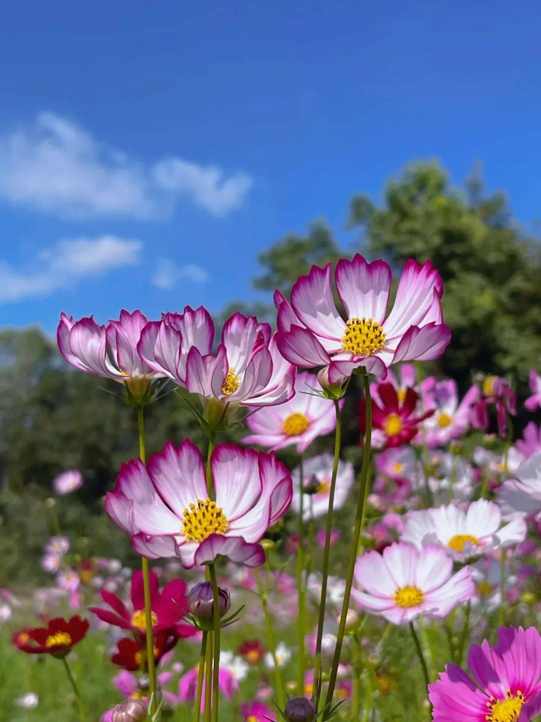 广东格桑花花期图片