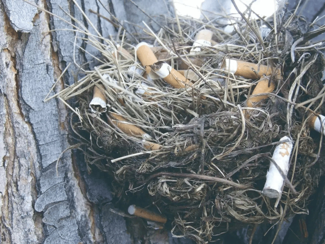 鸟类的无奈选择用垃圾筑巢!