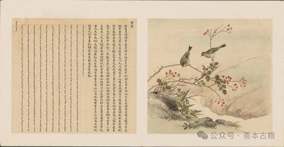 清代宫廷的《鸟谱》_搜狐网
