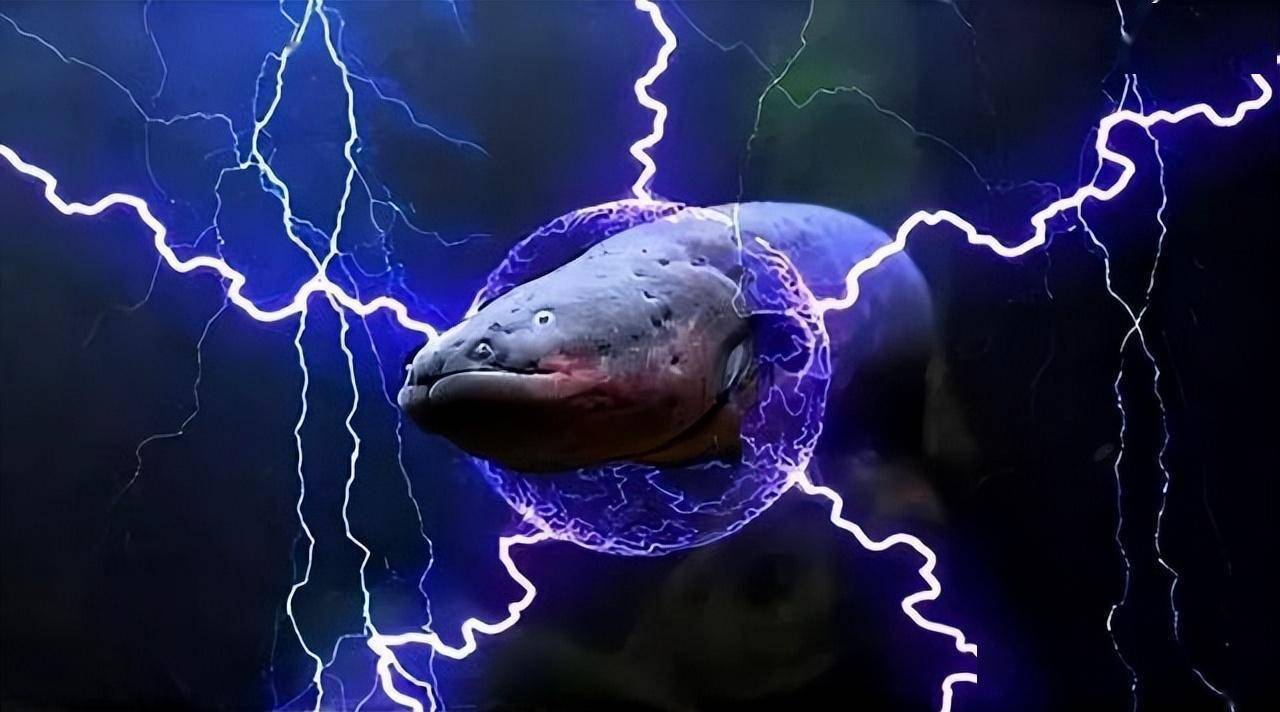 在车里养一缸电鳗,能给汽车供电吗?