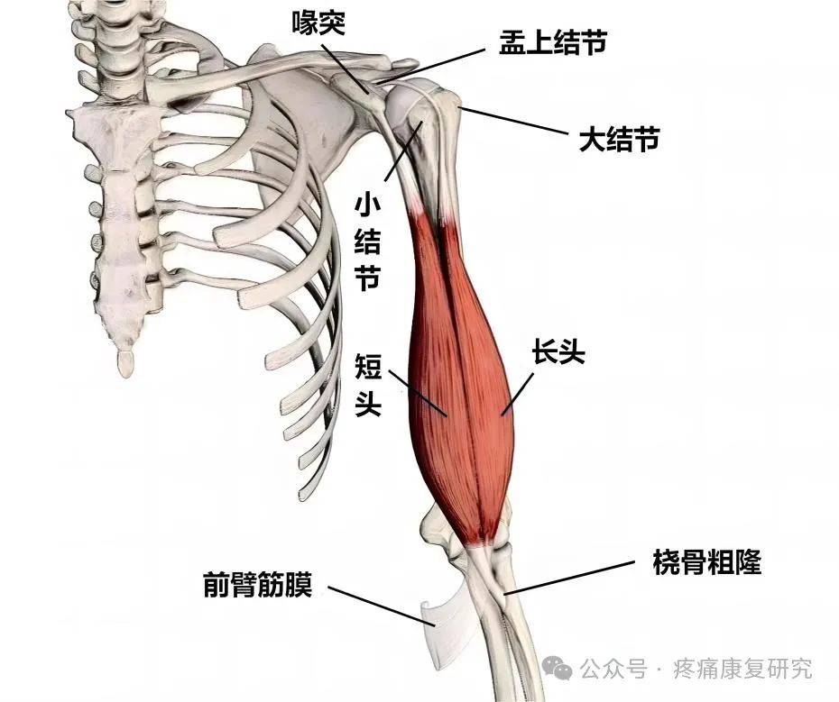 肩周炎的诊疗详解!从解剖到康复训练