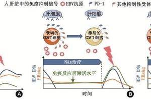 停药不复发-也与宿主抗HBV特异性细胞免疫状态有关_HBsAg_患者_临床