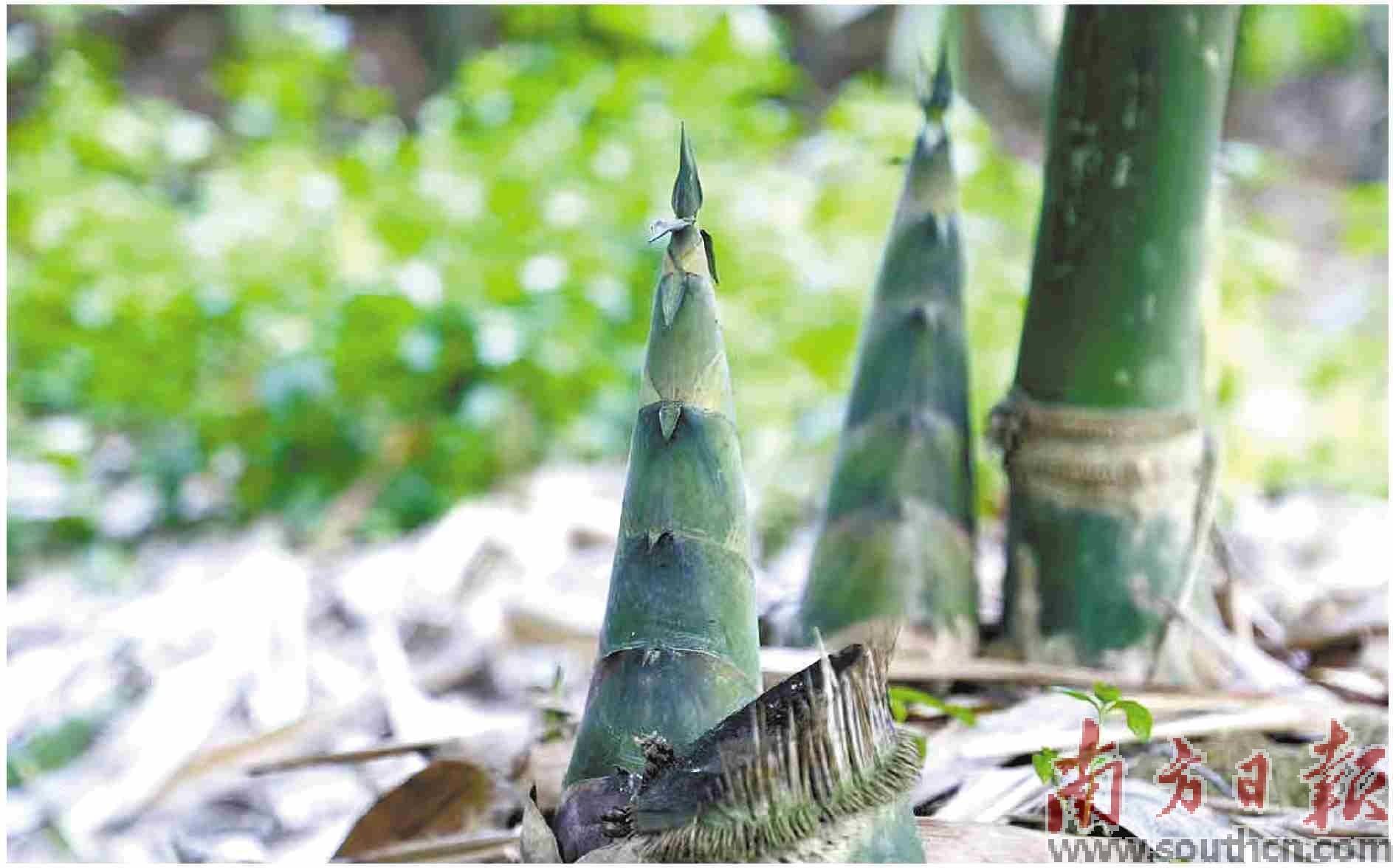 高美笋:破土而出 节节高升_竹笋_种植_高美村
