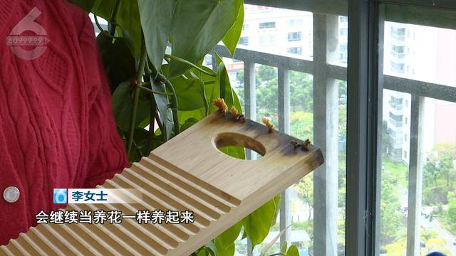 “可以蒸蛋”!昆明一女子家中搓衣板上长菌,品种竟是…… “可以蒸蛋”!昆明一女子家中搓衣板上长菌,品种竟是……