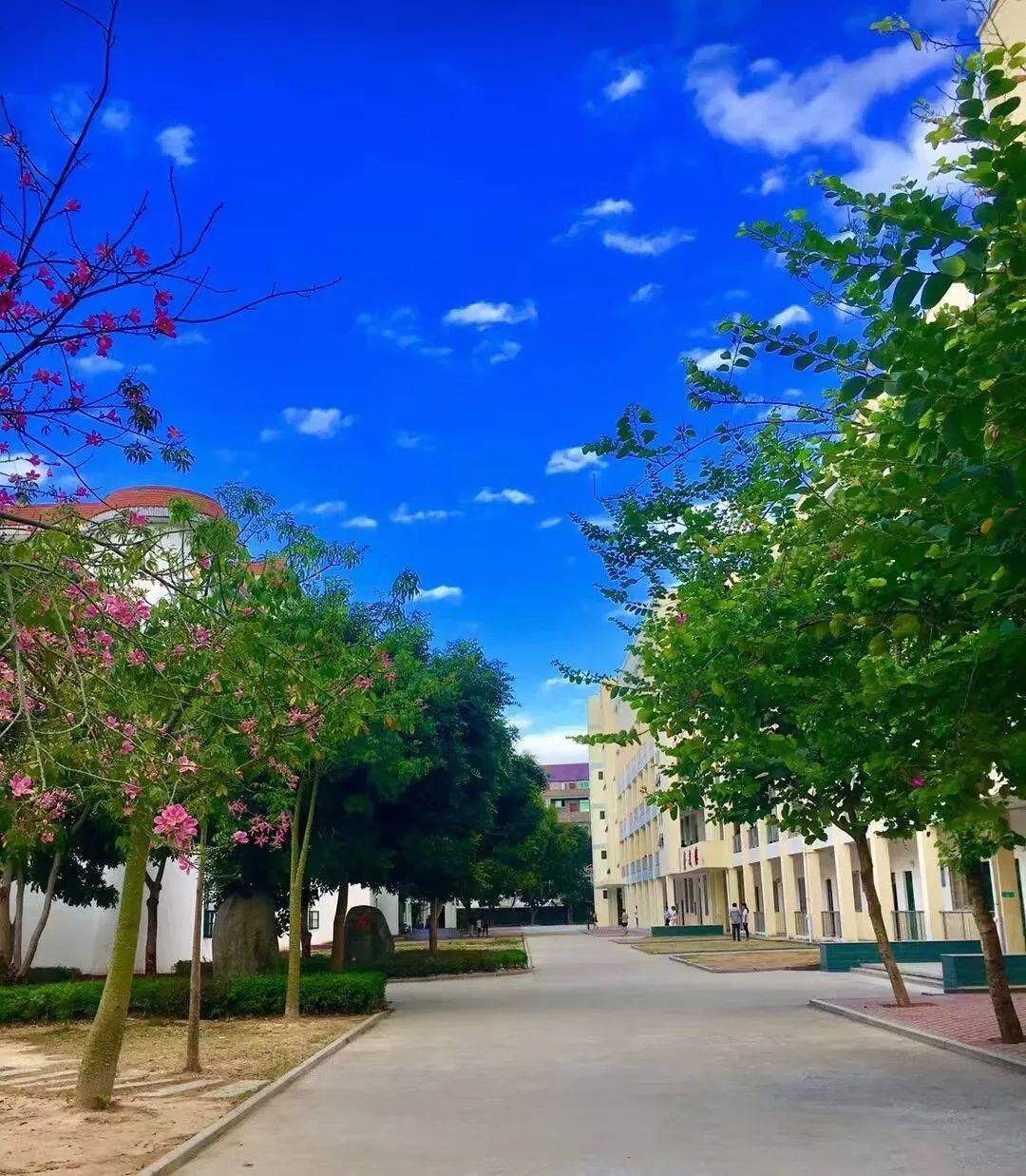 散文||校园里的那一棵香樟树