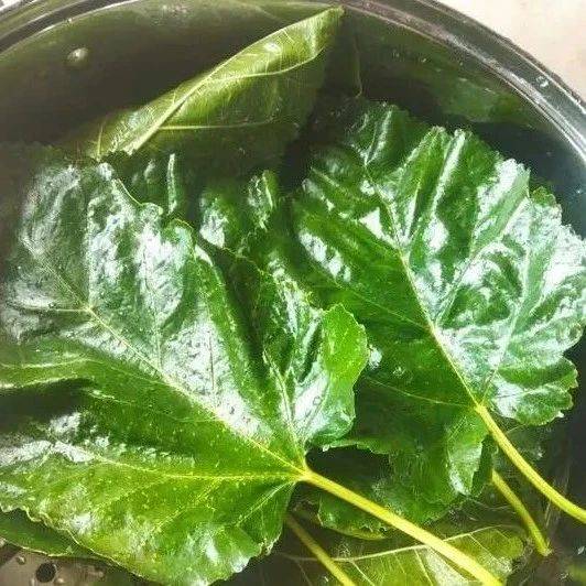 这味中药冬天用效力倍增,吃法多样,从头补到脚~_桑叶_功效_作用