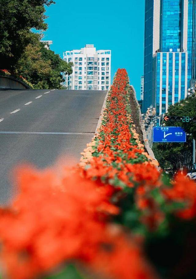 10组生态主题景观20余万株必赢官网鲜花扮靓西山城市街景(图21)