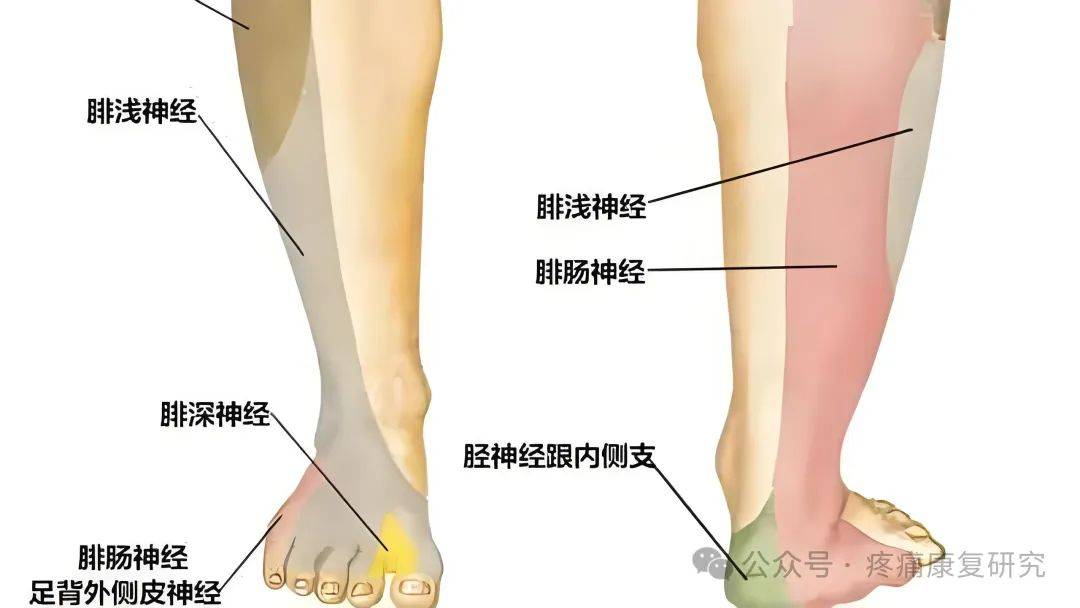 腓总神经走行解剖图图片