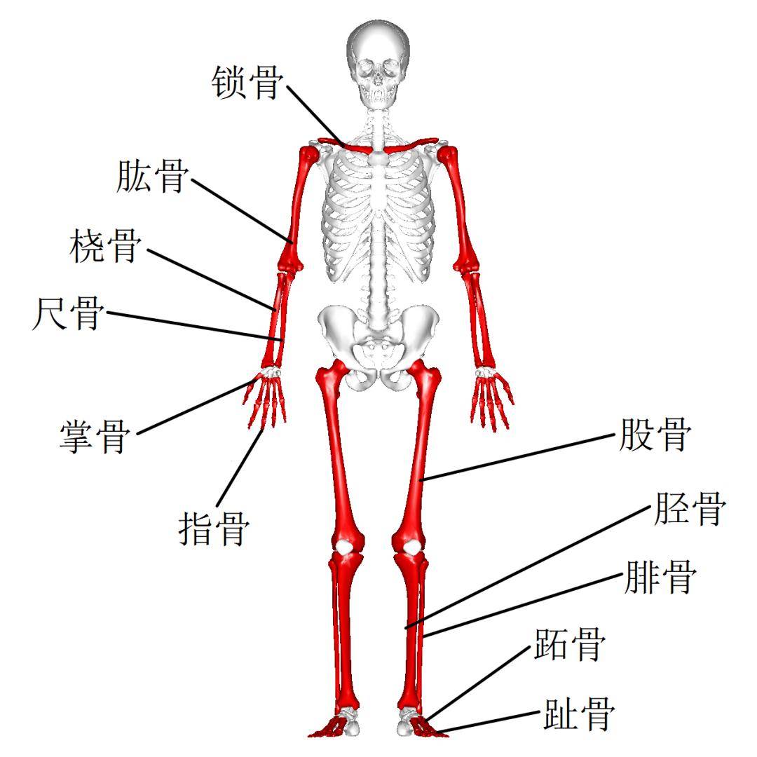 尺骨冠突肌肉附着图片