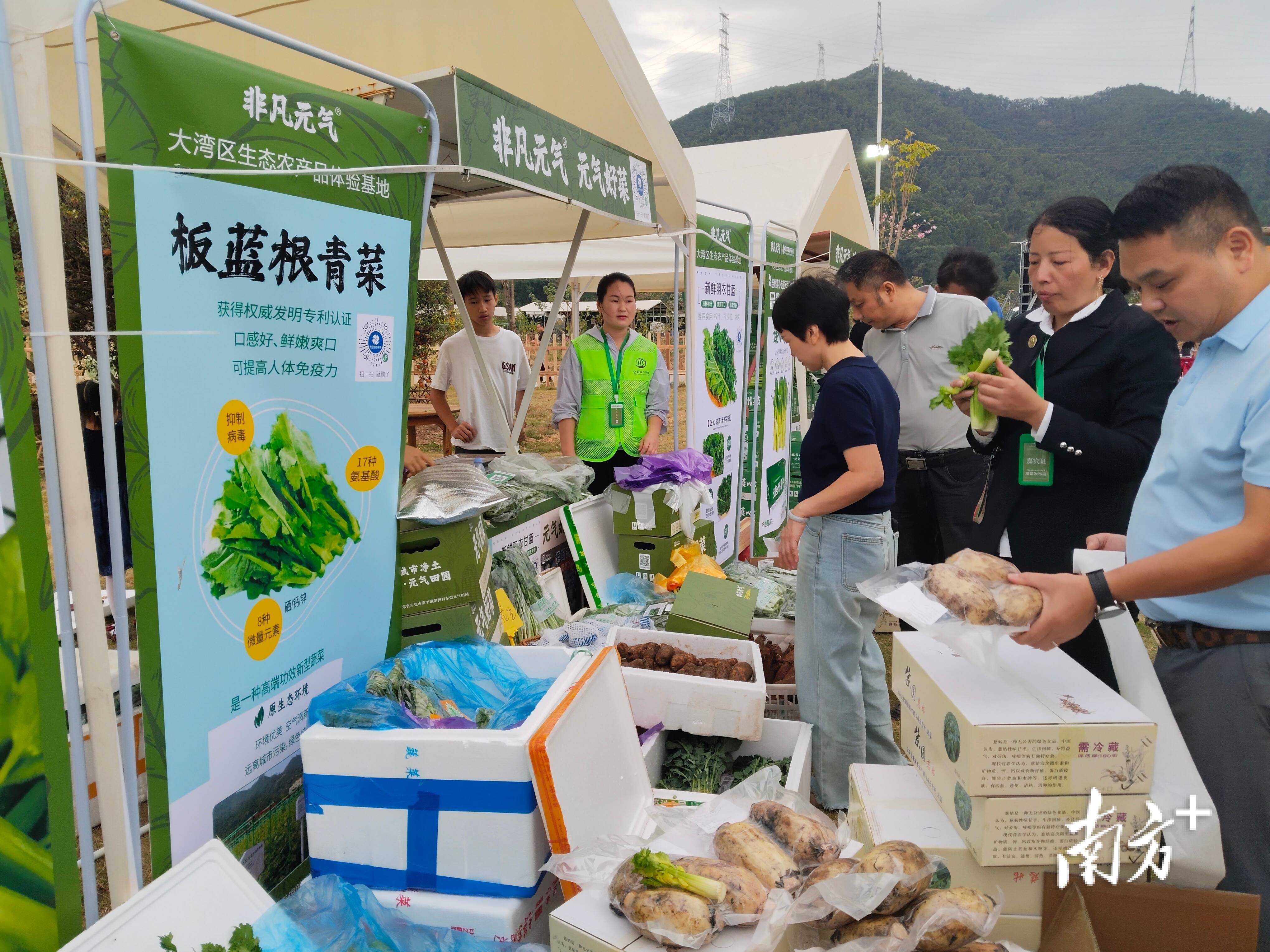 现场生吃 200多名销售商齐聚常平品鉴连州菜心