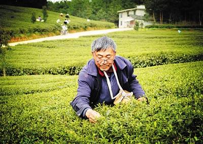 “圣地茶都”遵义打造“新茶饮供应链华体会入口中心”(图2)