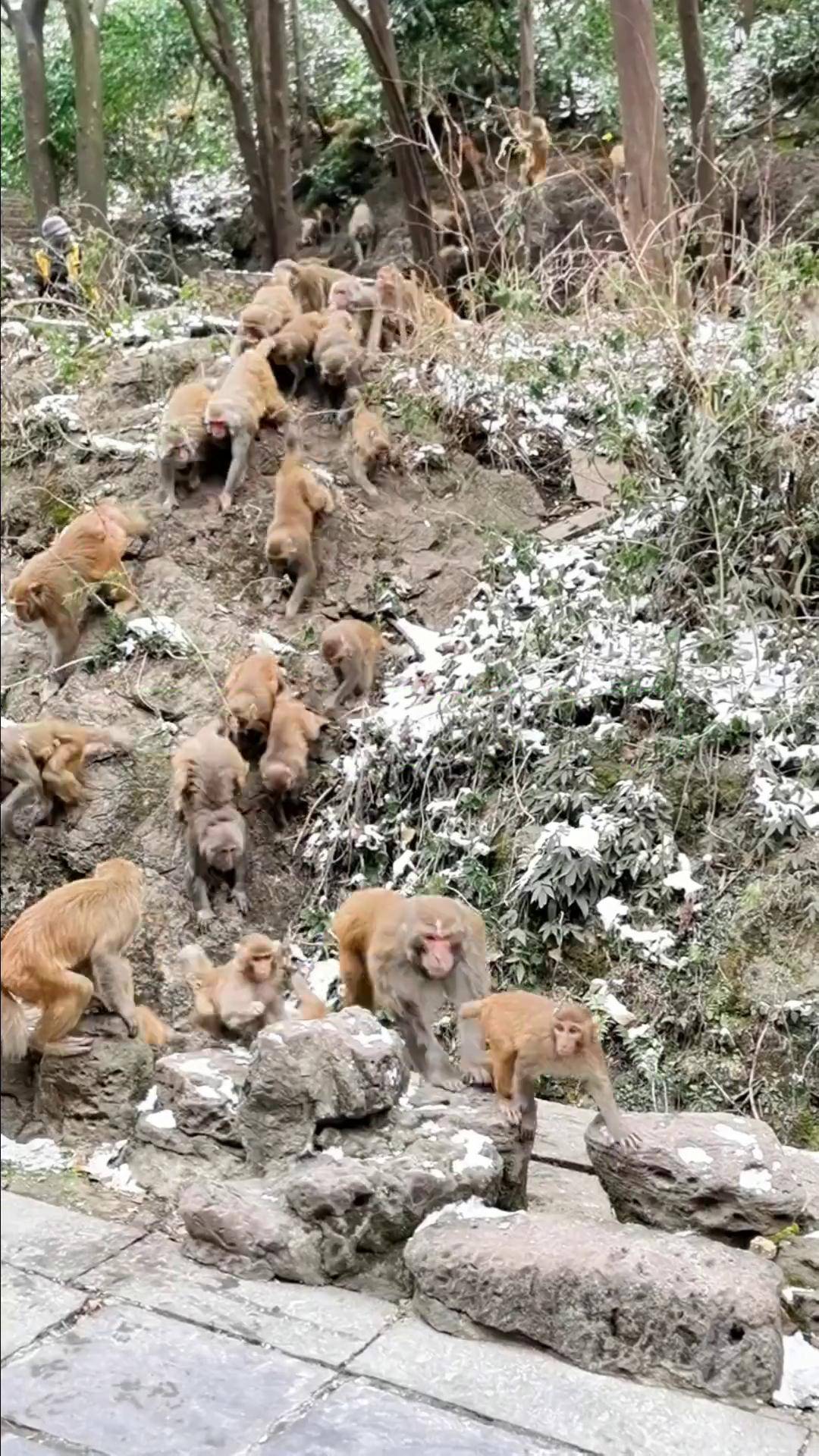 巫山小三峡猴子图片