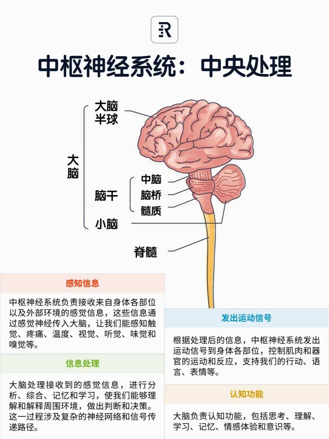 开启一场人体神经系统的探索之旅