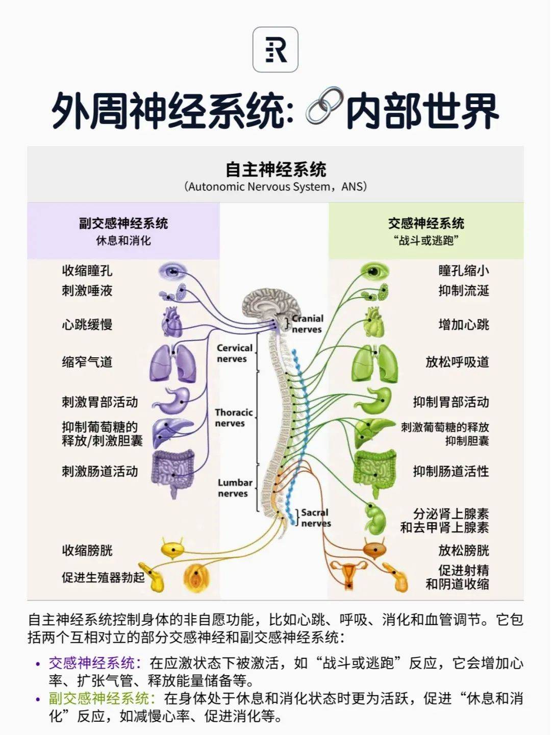 【瑜伽解剖学】开启一场人体神经系统的探索之旅