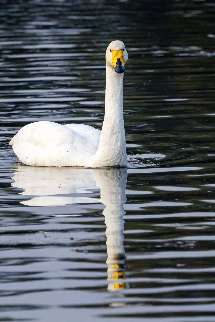大天鹅现身密云水库流域,清水河宛如天鹅湖