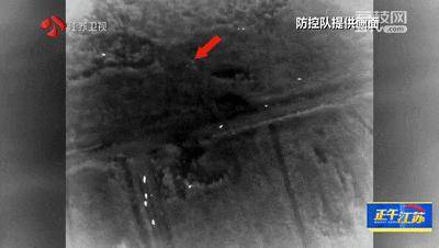 300斤大野猪被迅速捕猎!南京老山里有一队“野猪赏金猎人” 300斤大野猪被迅速捕猎!南京老山里有一队“野猪赏金猎人”