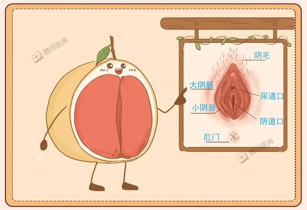 首先映入眼帘的是外阴,由外而内.