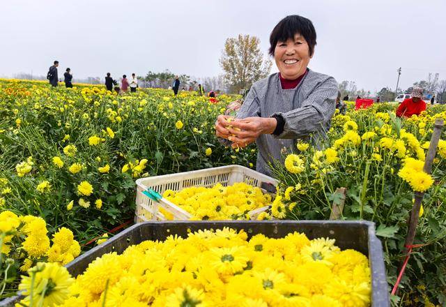 图必赢下载说驻马店种植驿城区菊花(图1)