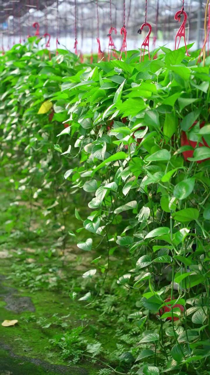 绿萝 这就是入冬的第一批长藤绿萝,你家里有了嘛~长藤绿萝 绿萝