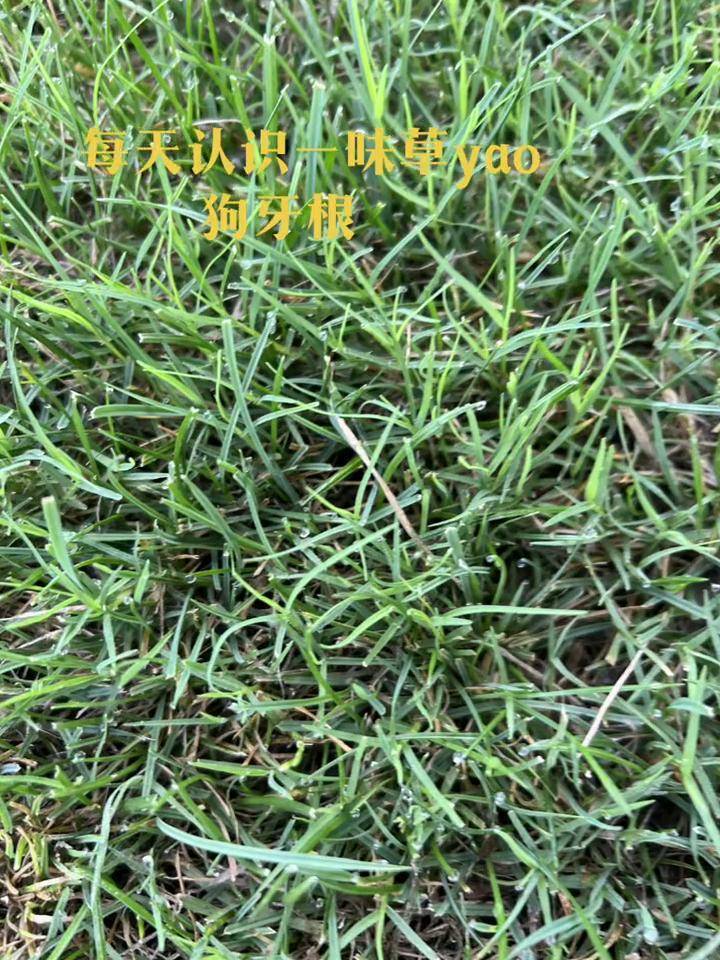 上热门 每天认识一味草yao狗牙根大自然的馈赠 中草药 三农 人与自然