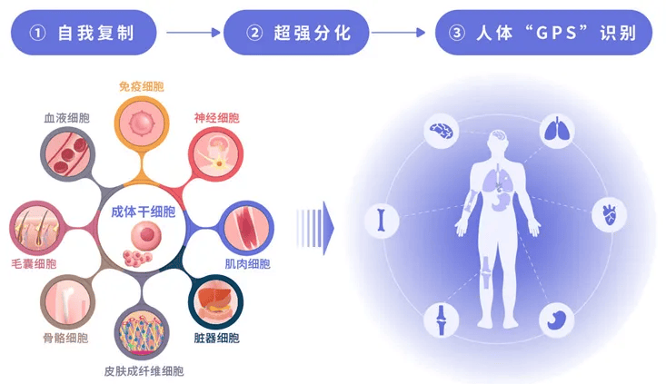人类只生一种病——细胞病,细胞健康人就健康!