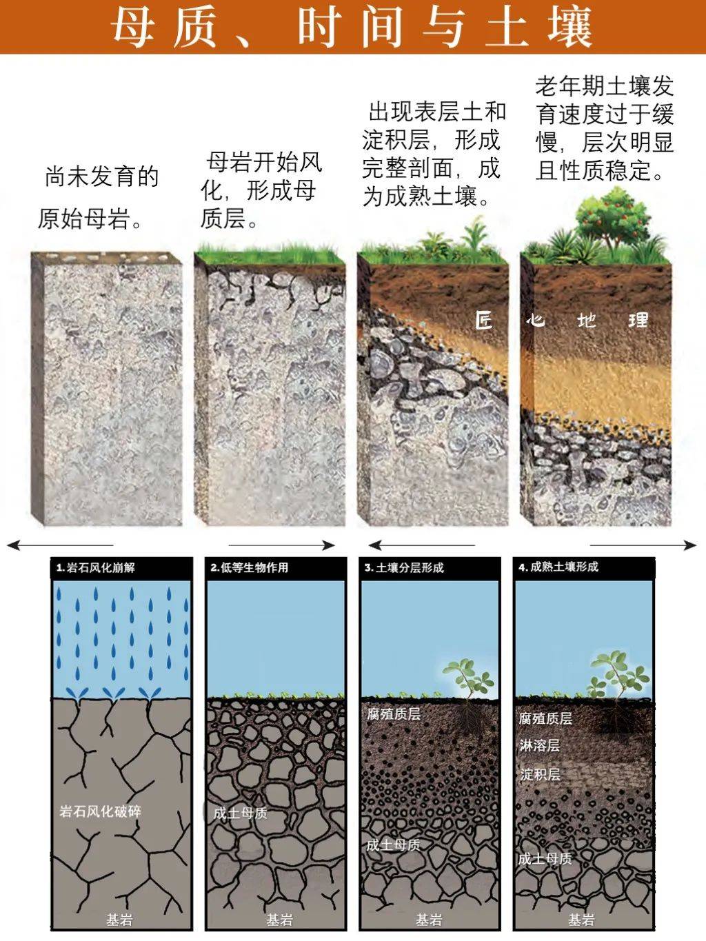 半淋溶土图片