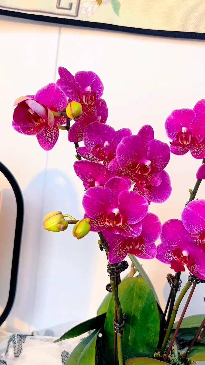 蝴蝶兰红粉佳人也太漂亮了吧适合室内摆放的花卉盆栽推荐 蝴蝶兰养护