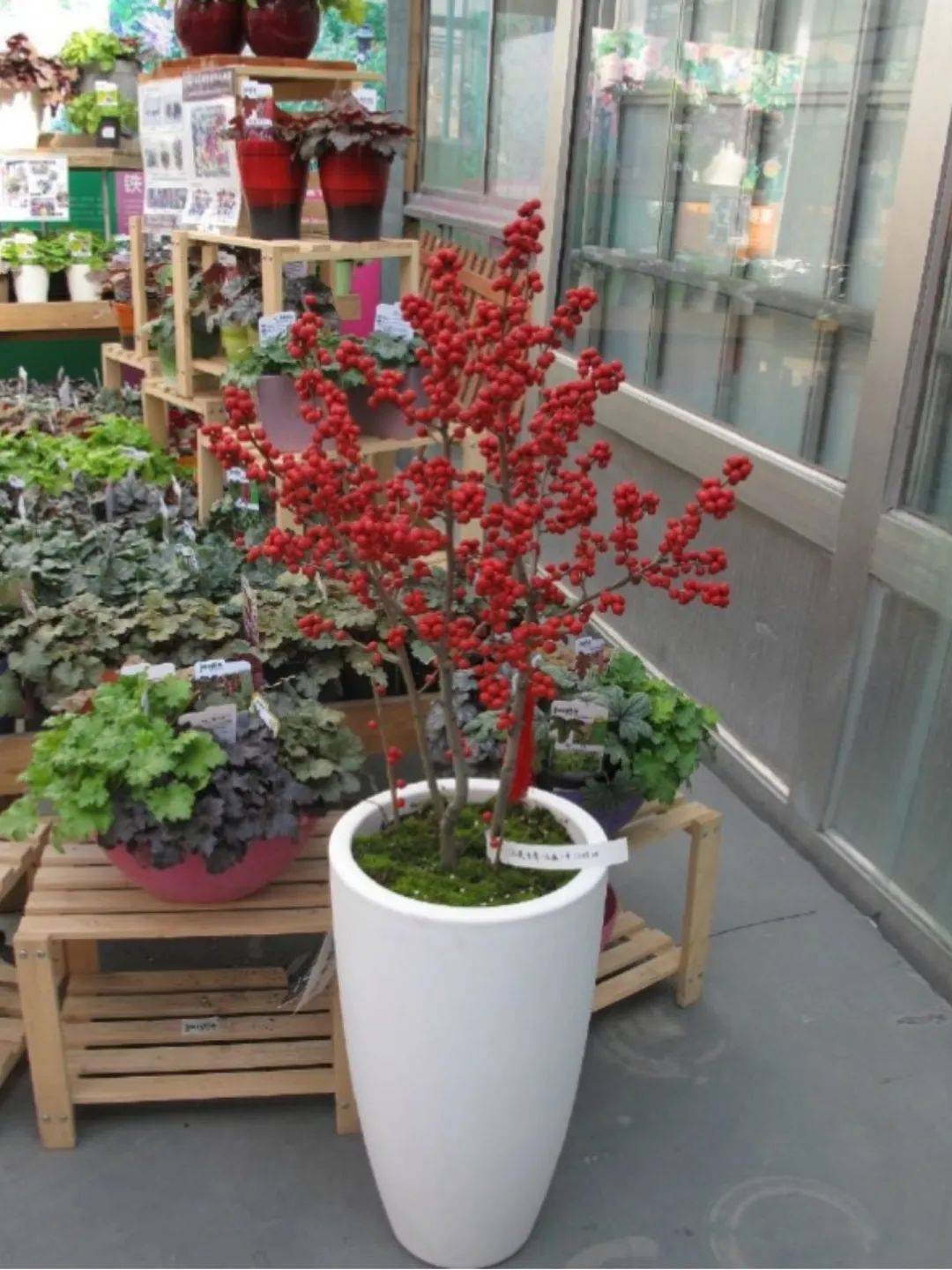 家里养植物玛瑙花图片