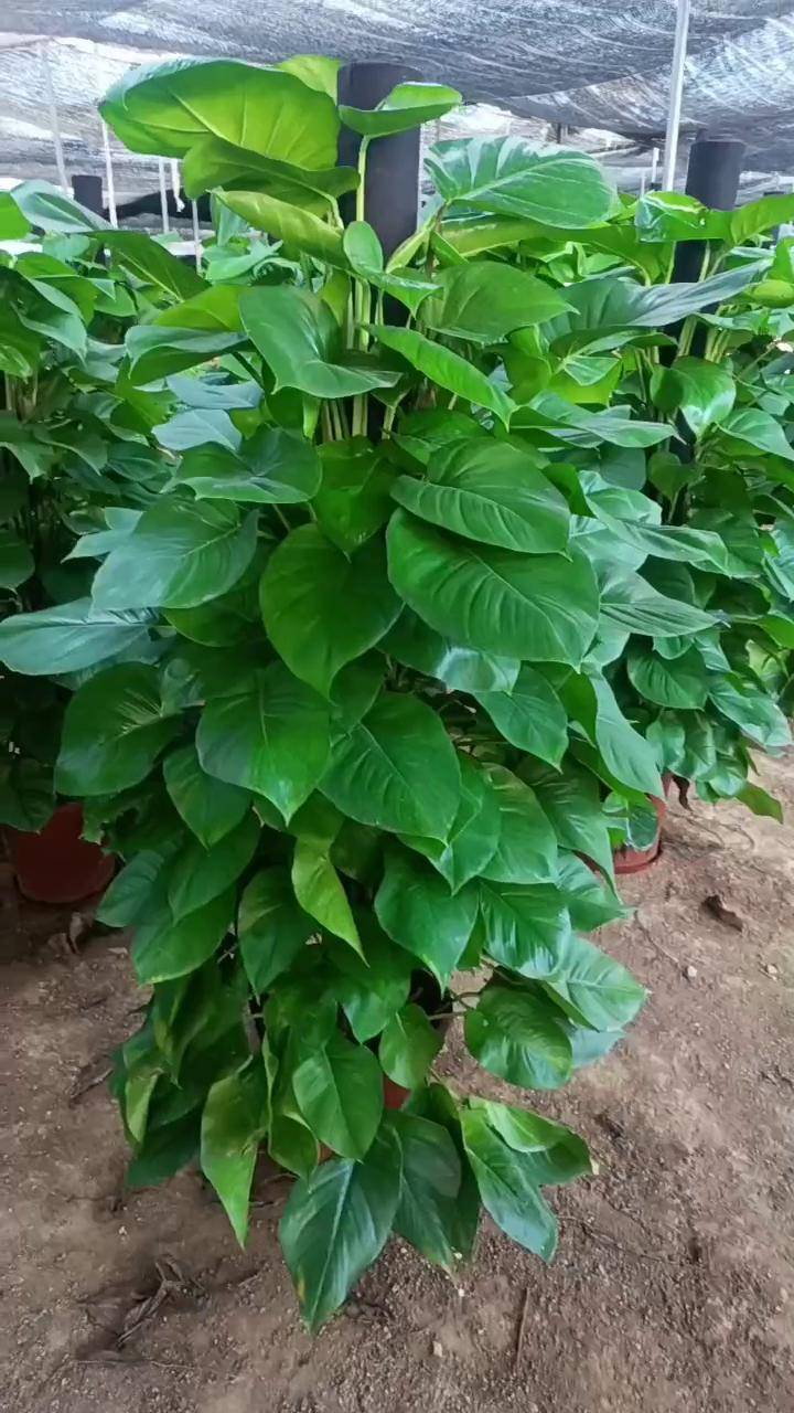大叶绿萝花卉绿植 植物 室内盆栽 室内绿植 绿萝