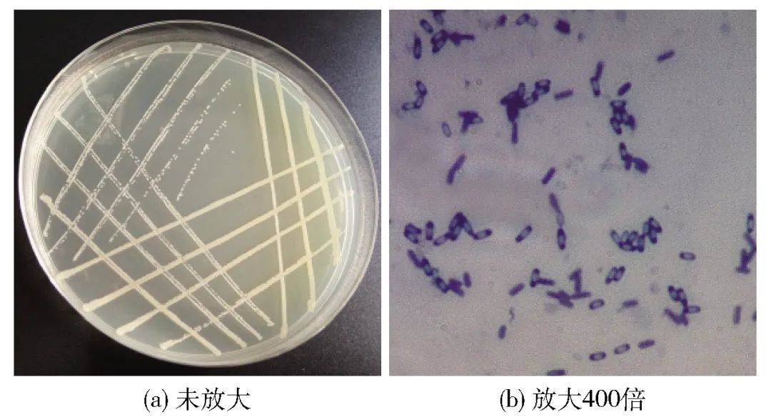 云南农业大学赵明教授等:接种地衣芽孢杆菌发酵的普洱茶品质与微生物