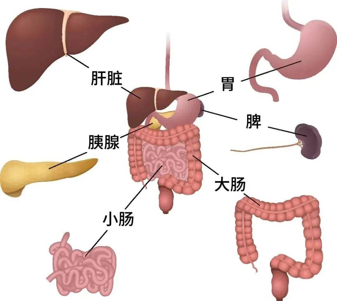 世界胰腺癌日 如何识别癌中之王