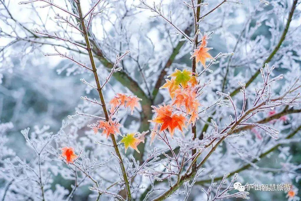 "小雪"来了,一起期待江西的雪景吧!