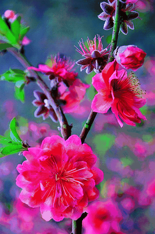 动态花鸟图,养眼养心