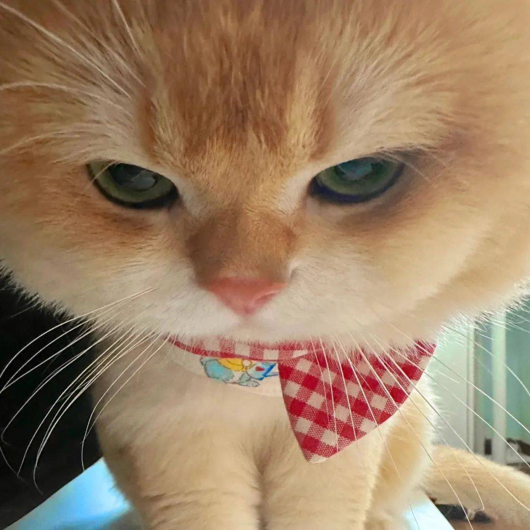 搞怪猫猫表情包