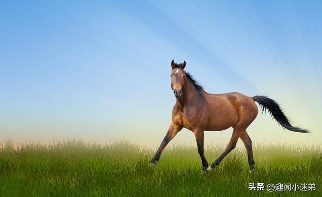 尘随别骑东西急打一个生肖代表什么动物生肖，刚刚揭晓落实