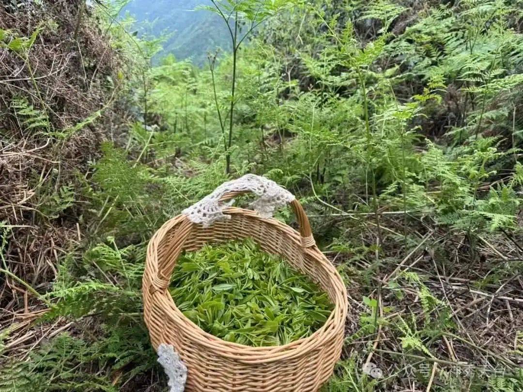 目标年产茶600吨 天台开云下载山茶婆的茶共富故事(图7)