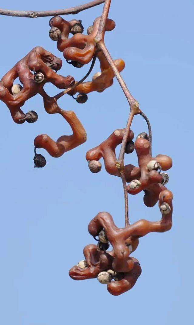 还带着一股淡淡的奶香味吃一口能让你甜到掉牙尤其霜降之后的拐枣可吃