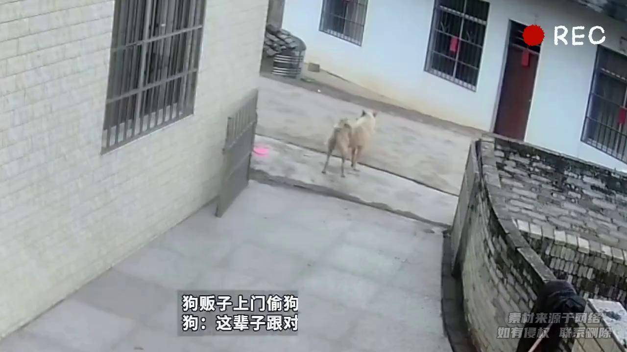 狗贩子偷狗 狗主人也不是吃素的 狗:这辈子跟对人 下辈子还跟你