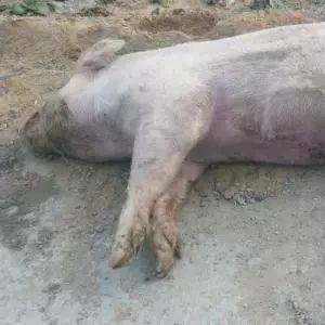 猪肺疫、猪丹毒、猪瘟的区别你都知道吗?_皮肤_粘膜_紫红色