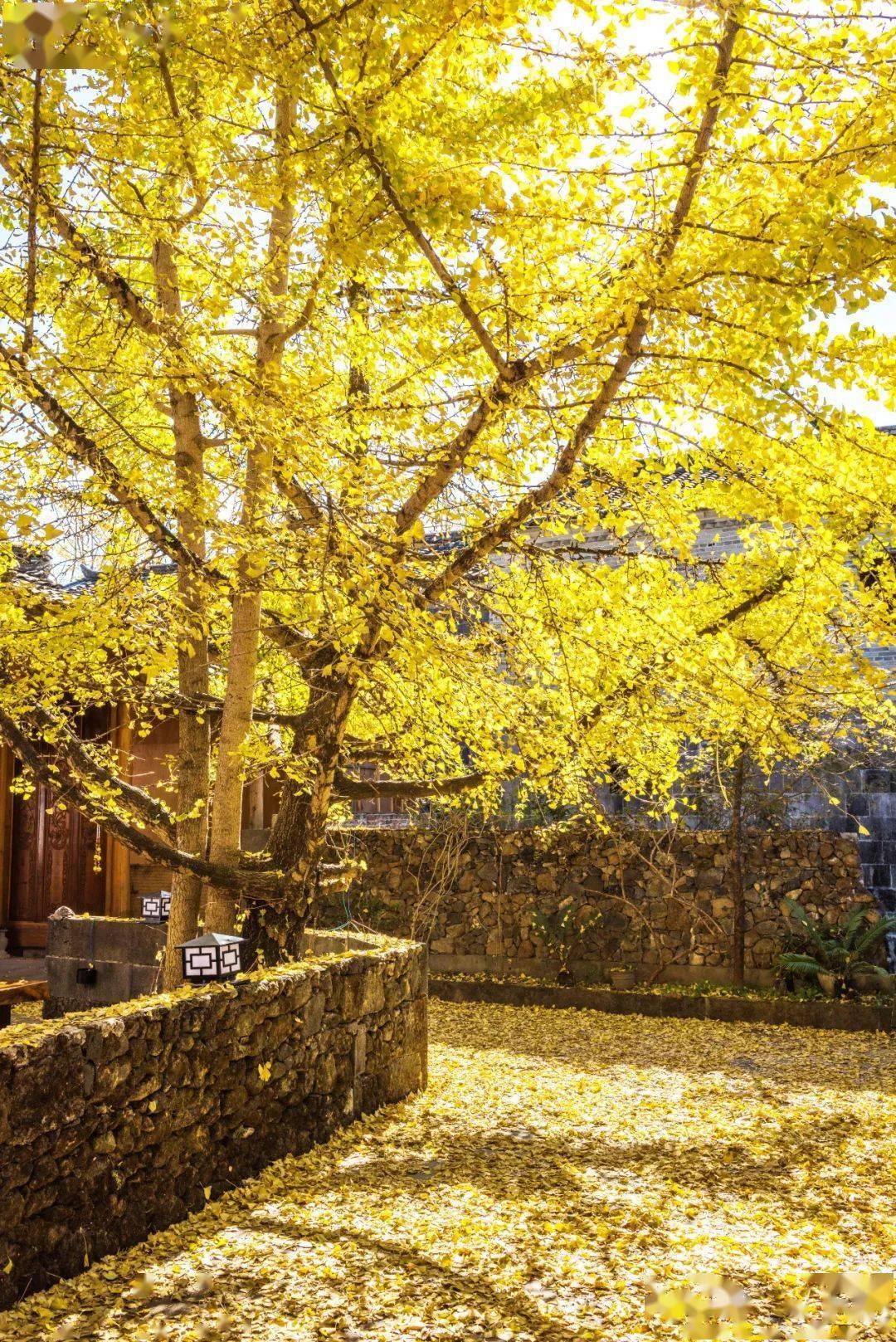 图片[51]-十二月最佳旅行地非它莫属，看银杏逛古城吃美食，现在去正好！ -华闻时空