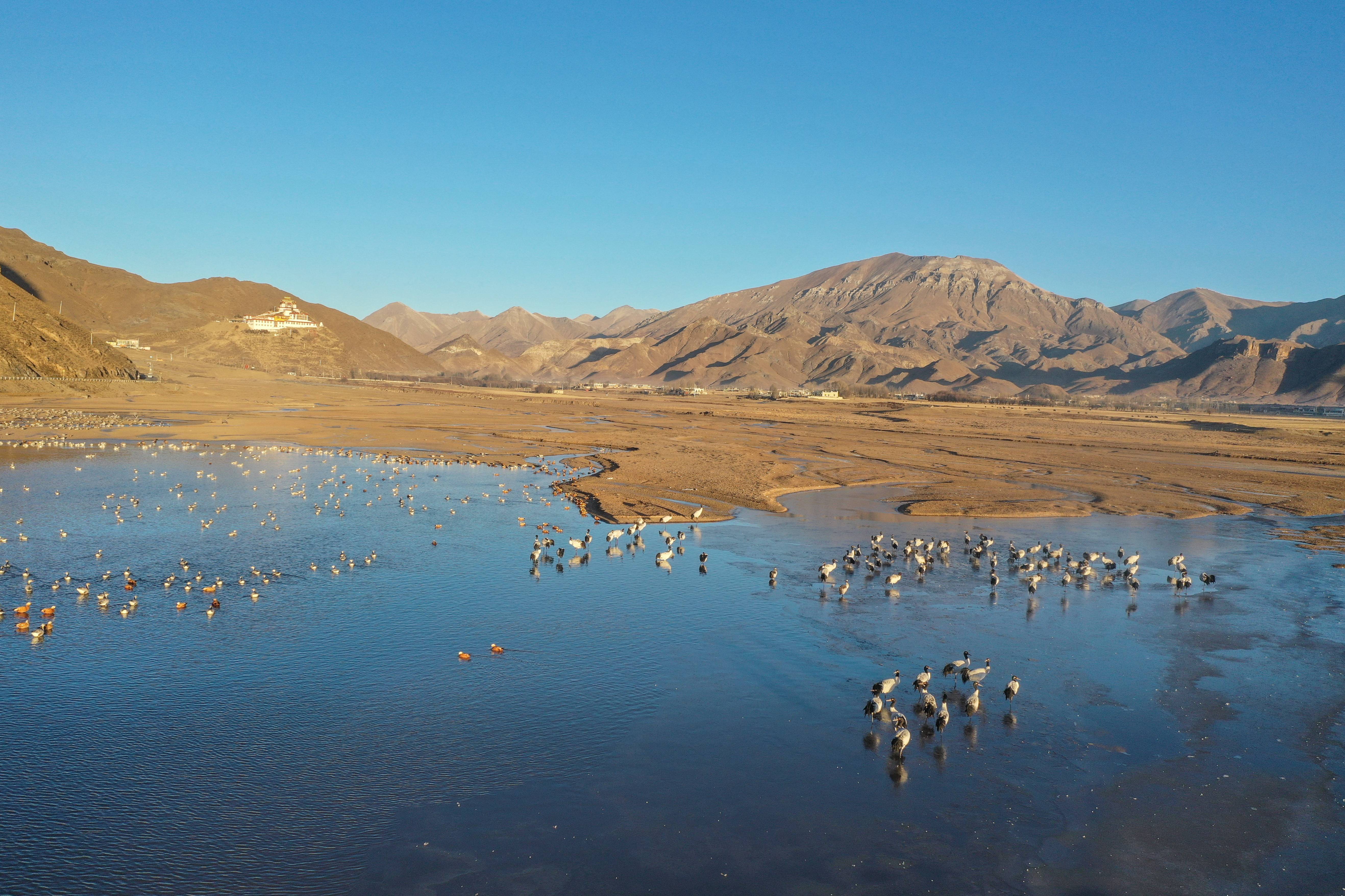 西藏林周:鹤舞高原