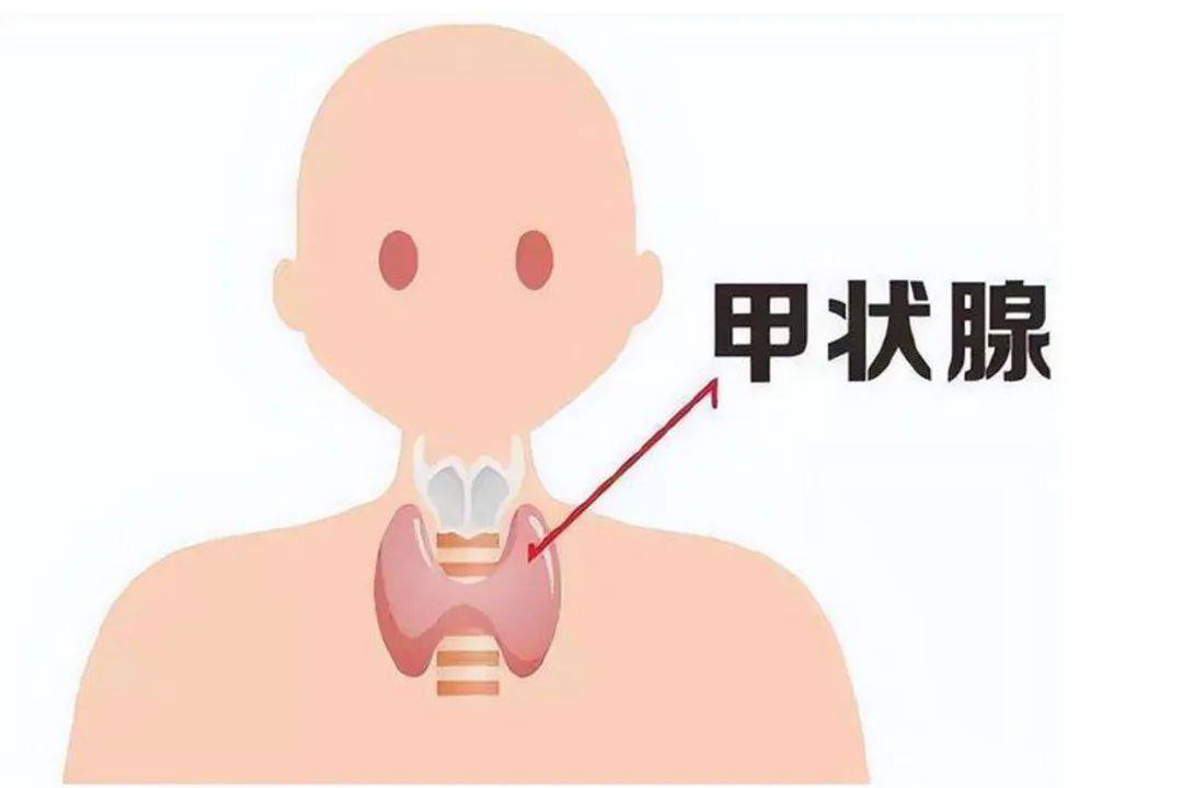 甲状腺上极图片