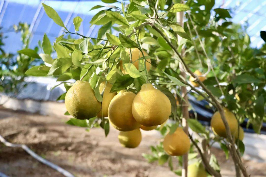 开云体育网址延庆“莓莓”来了～～(图5)