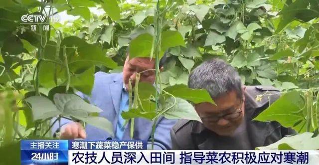 华体会网址蔬菜也要盖棉被寒潮下蔬菜如何稳产保供？(图3)