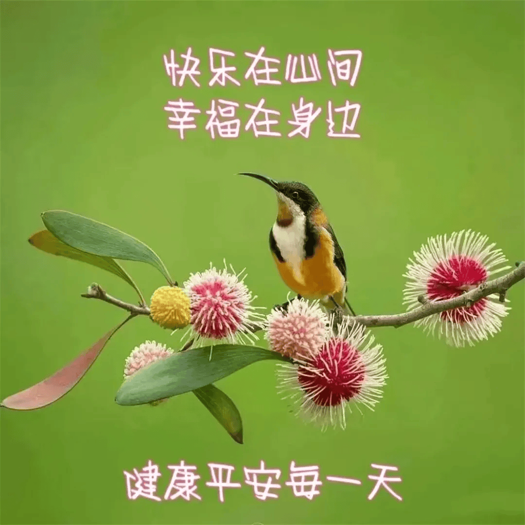 11月29日最漂亮早上好动态表情图片大全,早晨好动图美图大全