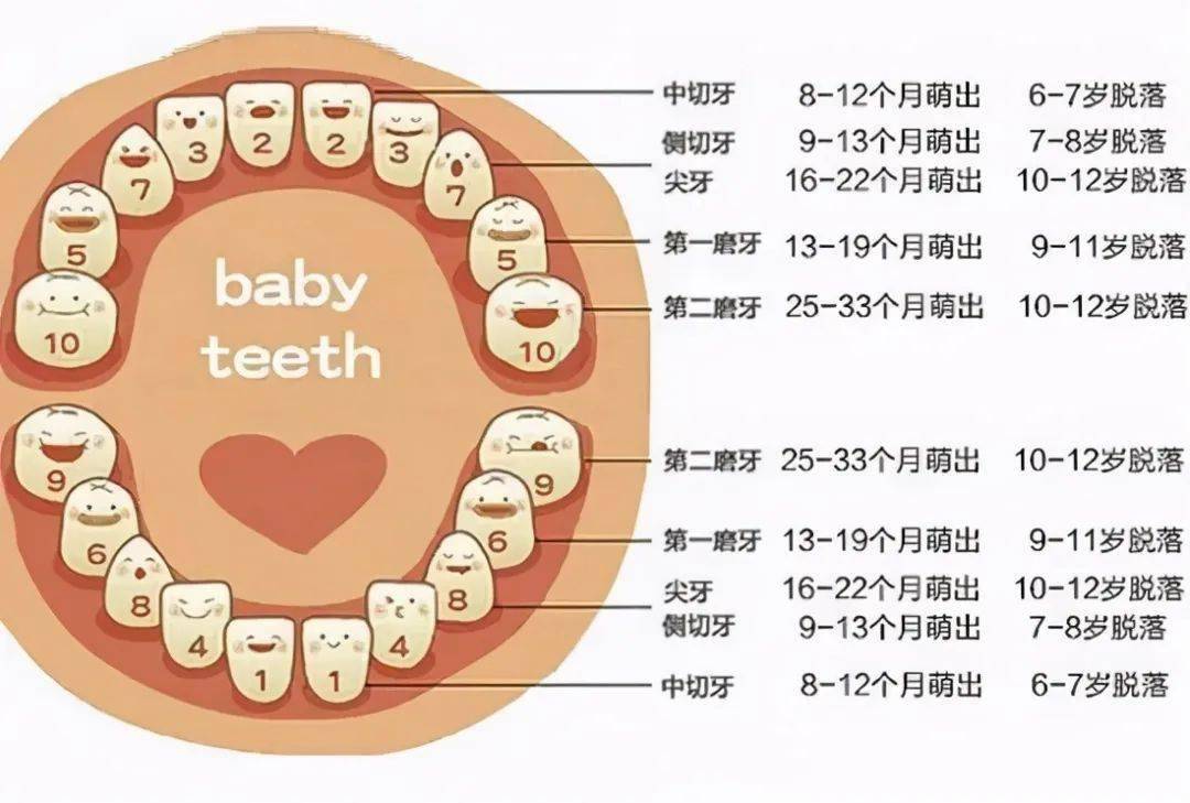 7号牙是哪个位置图片