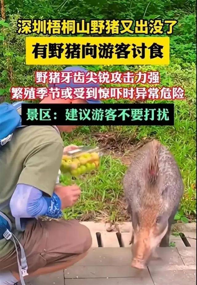 数十头野猪拖家带口乞讨为生！网友惊呆：慈眉善目、点头哈腰……